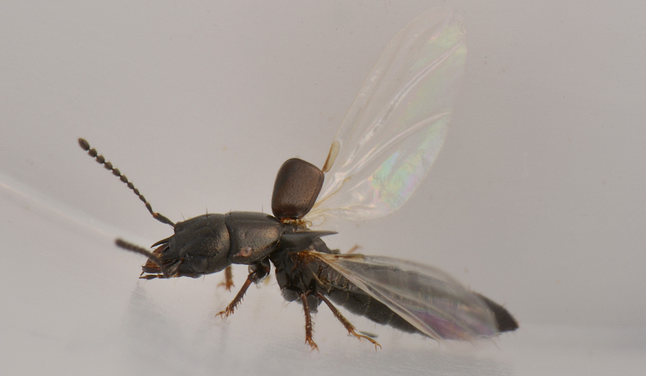 Staphylinidae: Platystethus cornutus?  S !